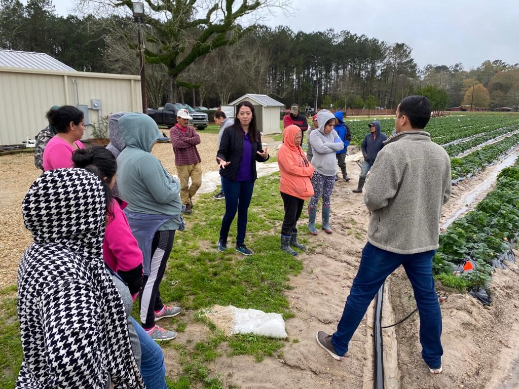 AgCenter to offer new food safety program for produce growers 